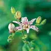 Toad Lily Flower