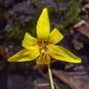 Trout Lily Flower
