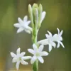Tuberose Flower