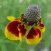 Upright Coneflower Flower
