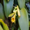 Vanilla Orchid Flower