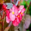 Wax Begonia Flower