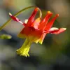 Western Columbine Flower