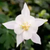White Columbine Flower