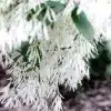 White Fringe Tree Flower