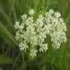 Whorled Milkweed Flower