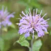 Wild Bergamot Flower