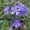 Wild Blue Phlox Flower