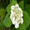 Wild Hydrangea Flower