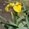 Yellow Flag Iris Flower