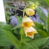 Yellow Foxglove Flower