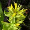 Yellow Gentian Flower