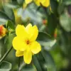 Yellow Jasmine Flower
