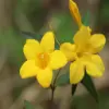 Yellow Jessamine Flower