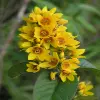 Yellow Loosestrife Flower
