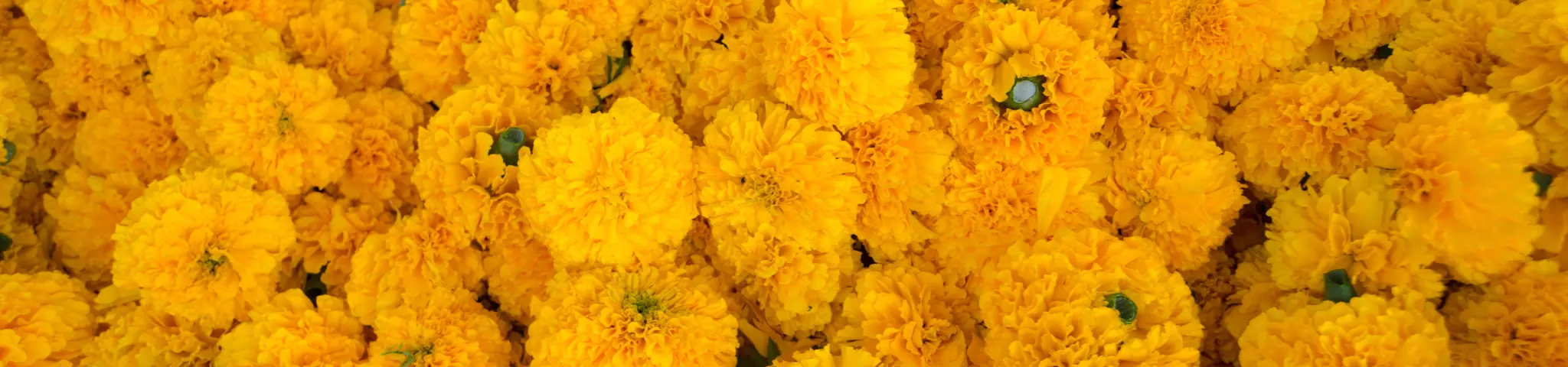 Yellow Marigold
