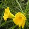 Yellow Oleander Flower