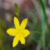 Yellow Star Grass Flower