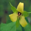Yellow Trillium Flower