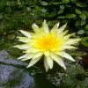 Yellow Water Lily Flower