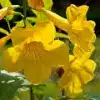 Yellowbells Flower