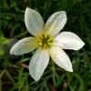 Zephyr lily Flower