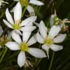 Zephyranthes Flower