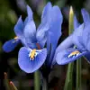 Zigzag Iris Flower