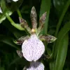 Zygopetalum Flower