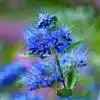 bluebeard flower
