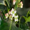 Common Holly flower