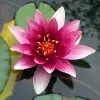Assam Lotus