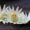 Bakul Flower