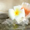Conch Flower