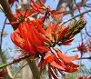Indian Coral Tree Flower