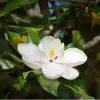 Magnolia Champac