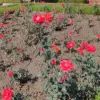 Mughal Garden Rose