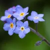Water-Forget-Me-Not