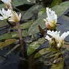 Water Hawthorn Flower