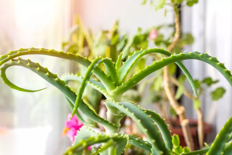 how to plant aloe vera