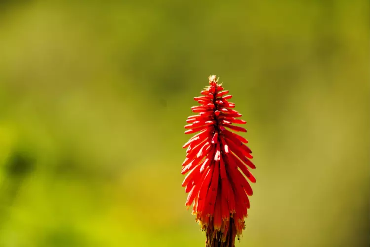 aloe vera flower