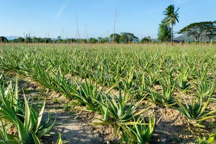 When And How To Cultivate Aloe Vera