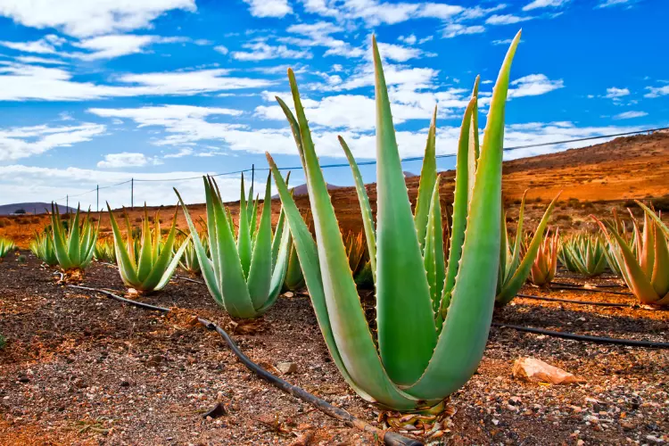 identification of aloe vera