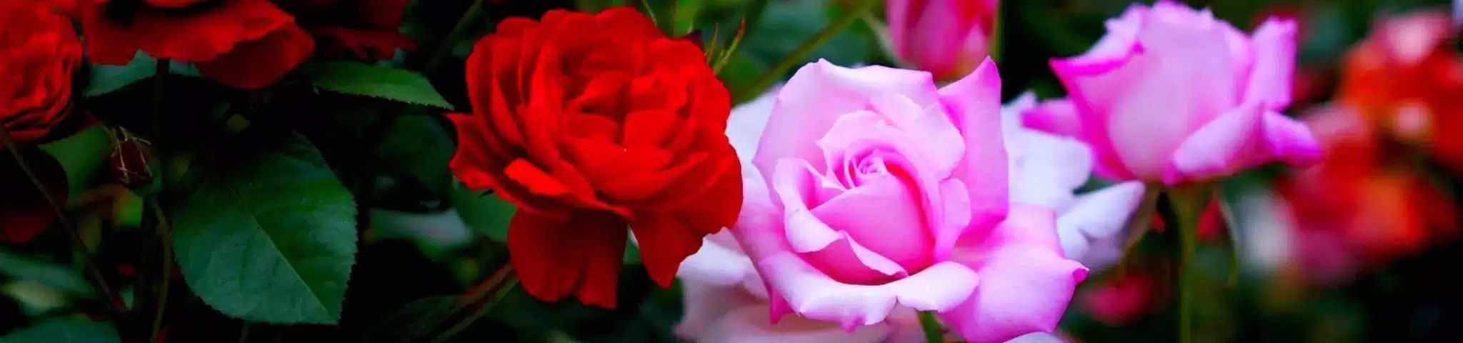 Red and Pink Rose Flower