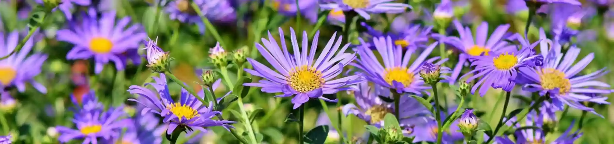 Aster Flower in Garden 