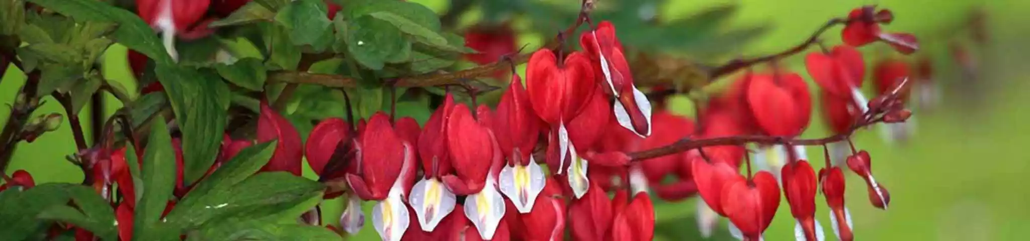 Bleeding Heart Flowers