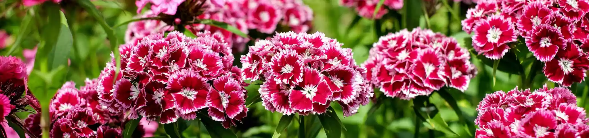 Carnation flower in garden
