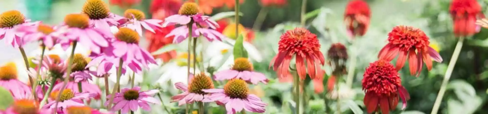 Coneflower Flowers