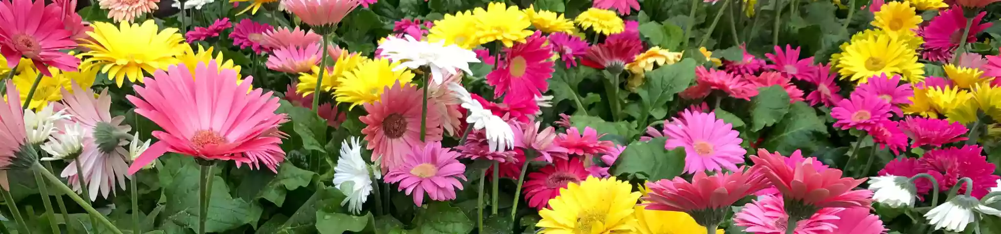 Gerbera Daisy Flowers In garden