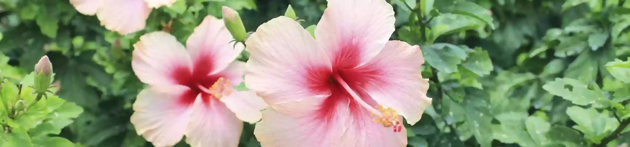 Hibiscus Flower in Garden 